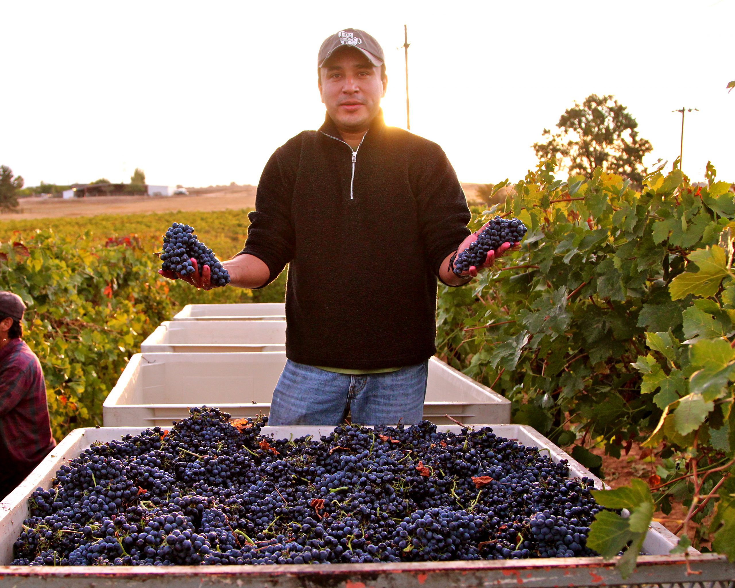 Campos Family Vineyards - Geraldo Espinosa